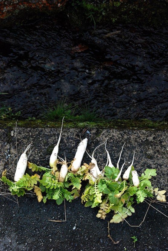 la récolte de daikons