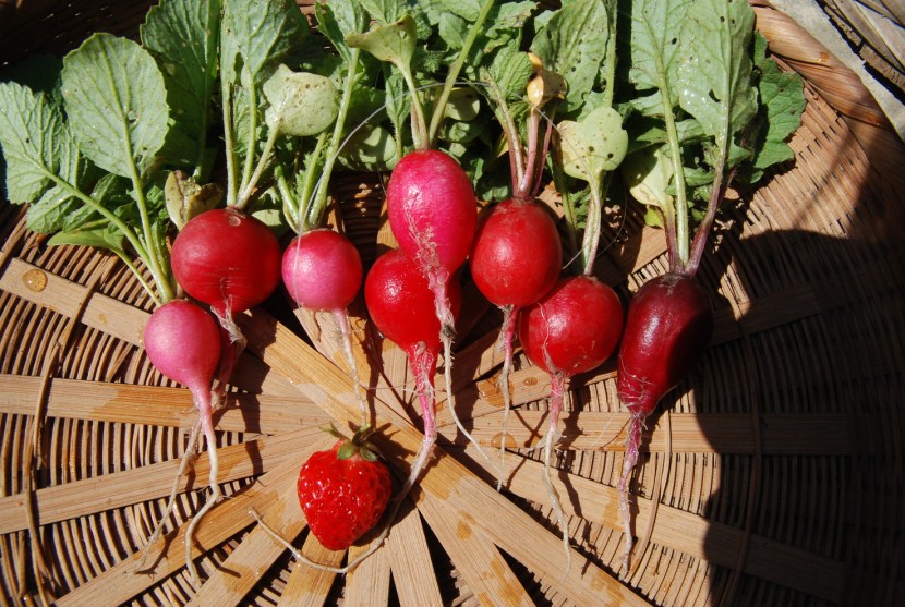 radis et fraise
