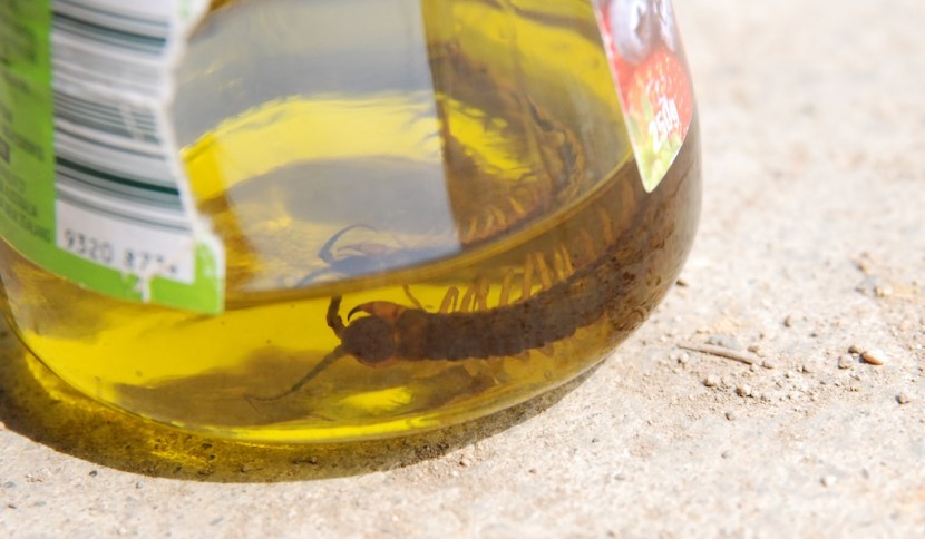 scolopendre dans l'huile