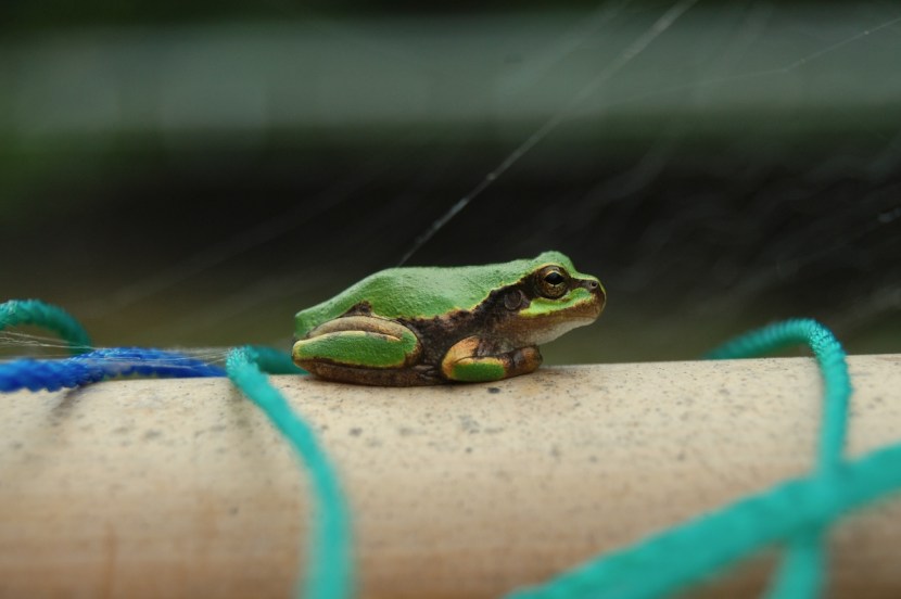 grenouille dans le jardin