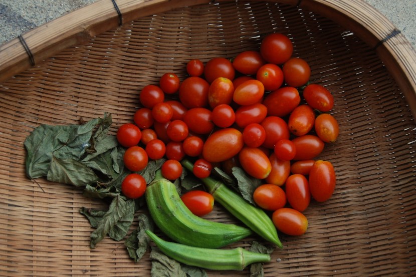 récolte du jardin tomate et ocra