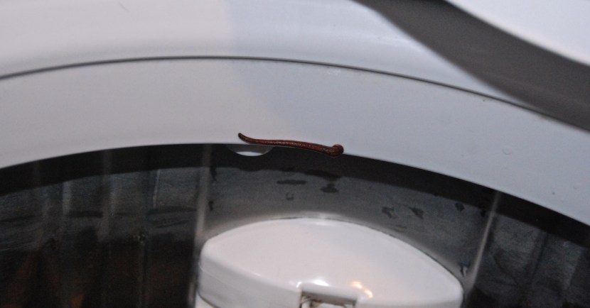 sangsue dans la machine a laver