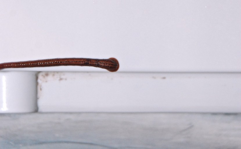 sangsue dans la machine a laver