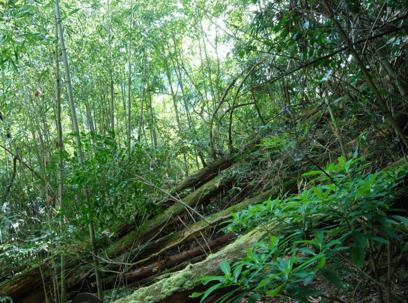 photo de la montagne