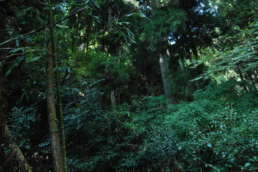 photo de la montagne