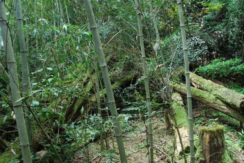 photo de la montagne