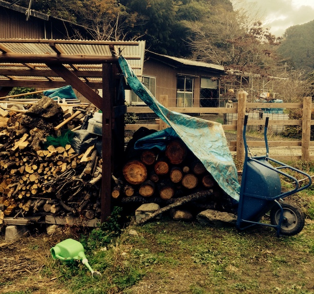 cerisier elephant 10