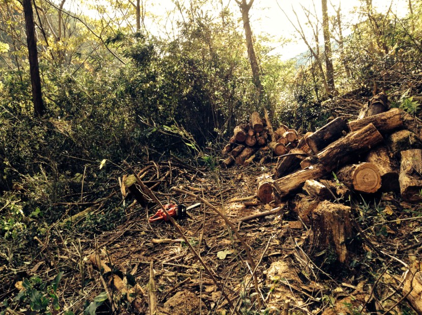 découpe des troncs effondrés et éclaircissement