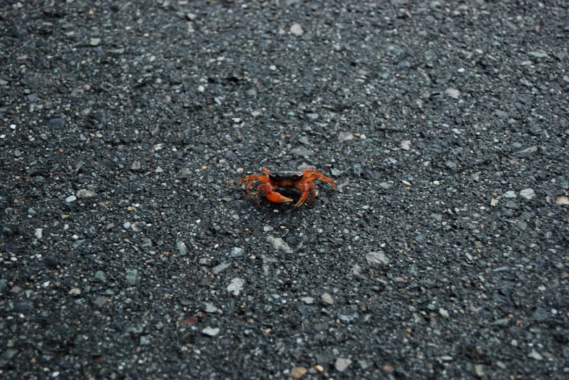 un crabe sur la route