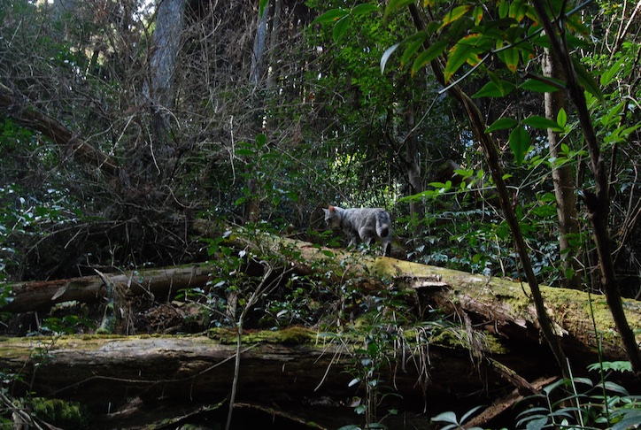 minou dans la montagne