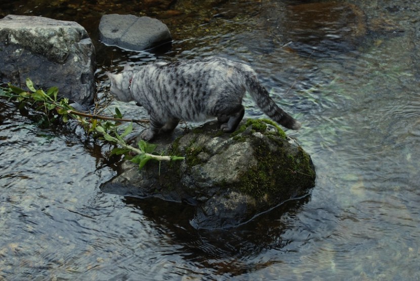 Minou traverse la rivière pour aller dans la montagne