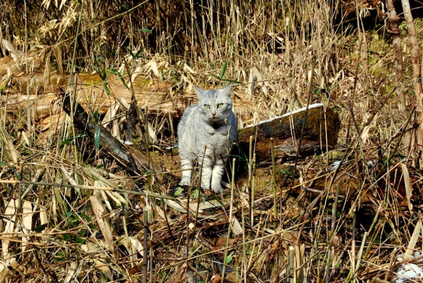 minou dans la montagne
