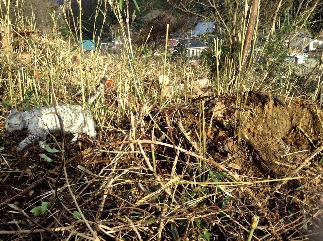 Minou dans la montagne