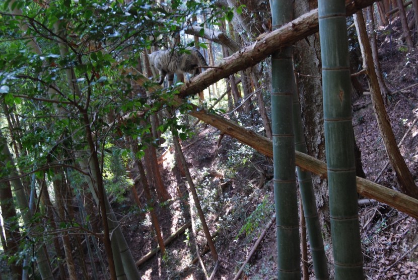 Minou dans la montagne