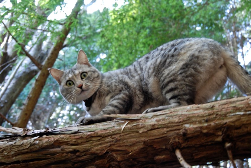 Minou dans la montagne