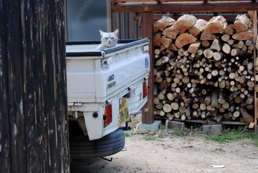 Minou dans le keitora