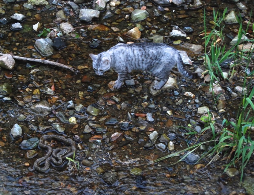 Minou et la couleuvre
