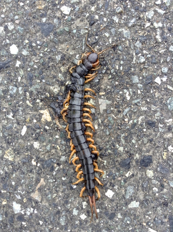 scolopendre