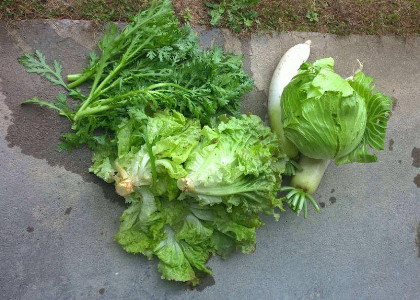 20 11 2015 legumes 1