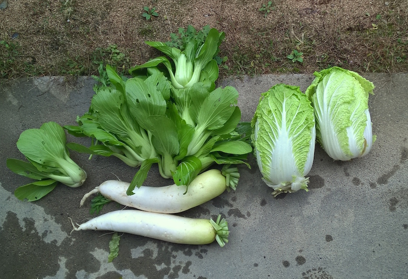 20 11 2015 legumes 2