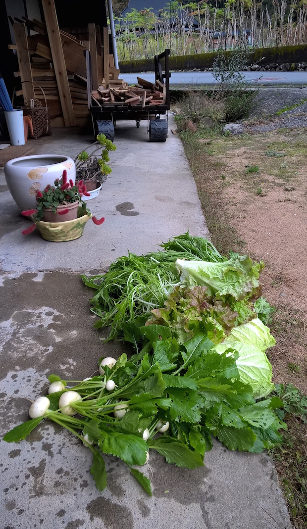 20 11 2015 legumes 3