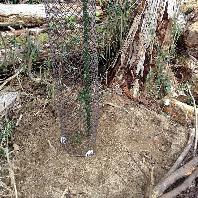 olivier dans la montagne