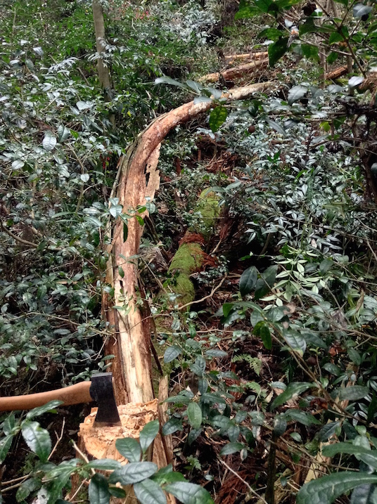 arbre courbe coupe hache