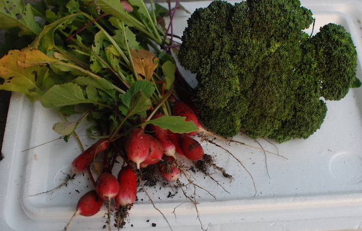 légumes 14 DEC DSC_1900