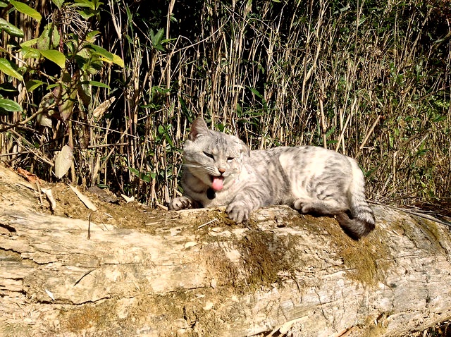 minou qt montagne dec 2015