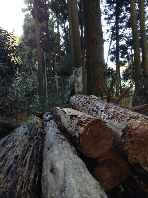 minou dans la montagne 201601