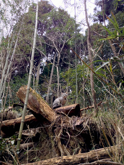 minou montagne 24096277724_011fcf6ef8_k