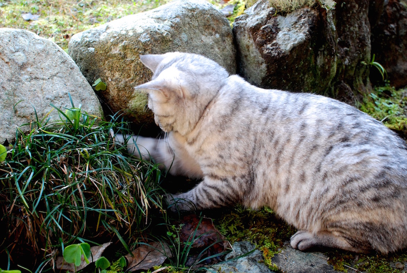 minou et souris DSC_1910