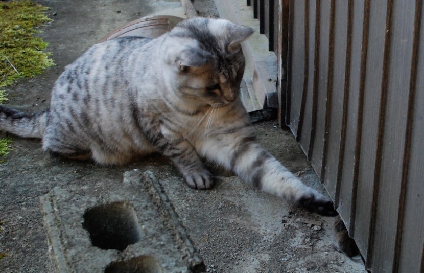 minou et souris DSC_1923