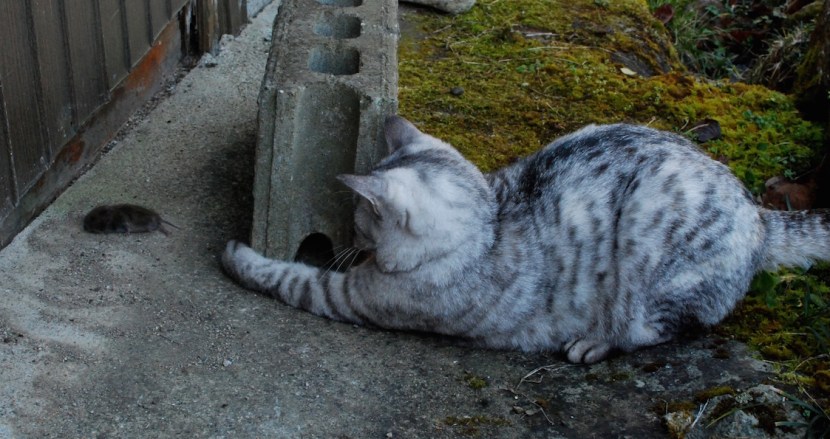 minou et souris DSC_1944