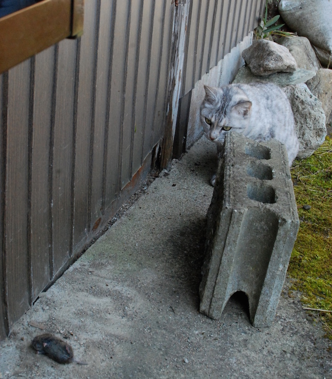 minou et souris DSC_1947