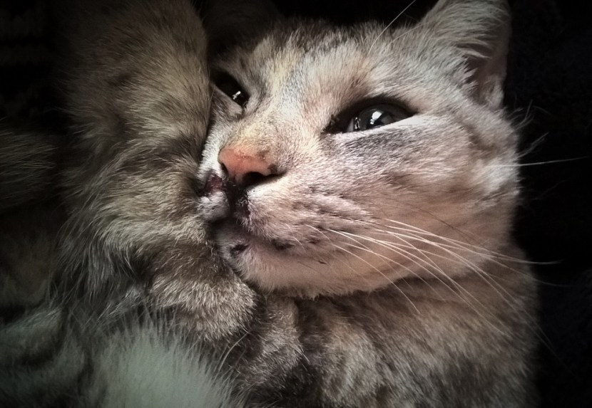 Minou Blessee_20160330_13_59_51_Pro