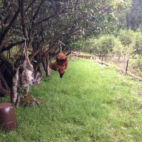 poulet projet image_26419157510_o