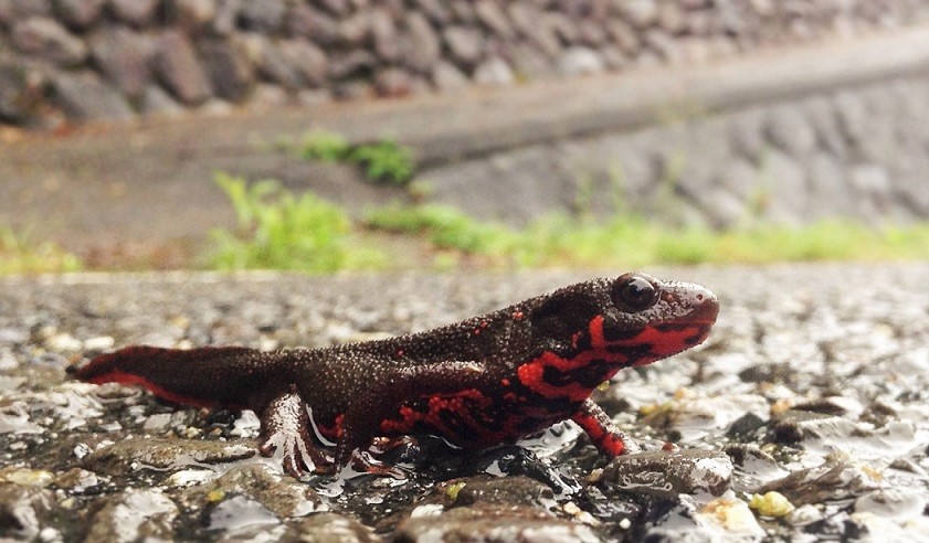 triton 26412440920_e9a75bab18_o