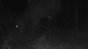 chevreui 2016-05-26 at 7.56.46 PM