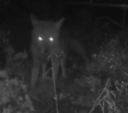 renard 2016-05-26 at 7.56.26 PM