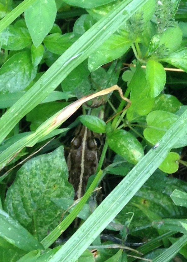 solution_28936519132_o