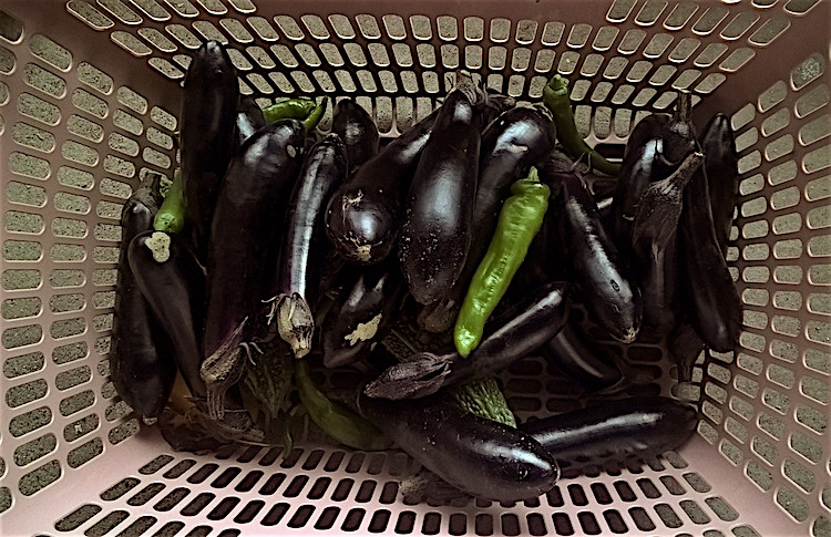 aubergine1004_15_23_40_pro