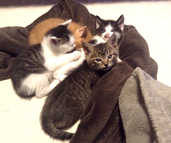 chaton_34890943956_o