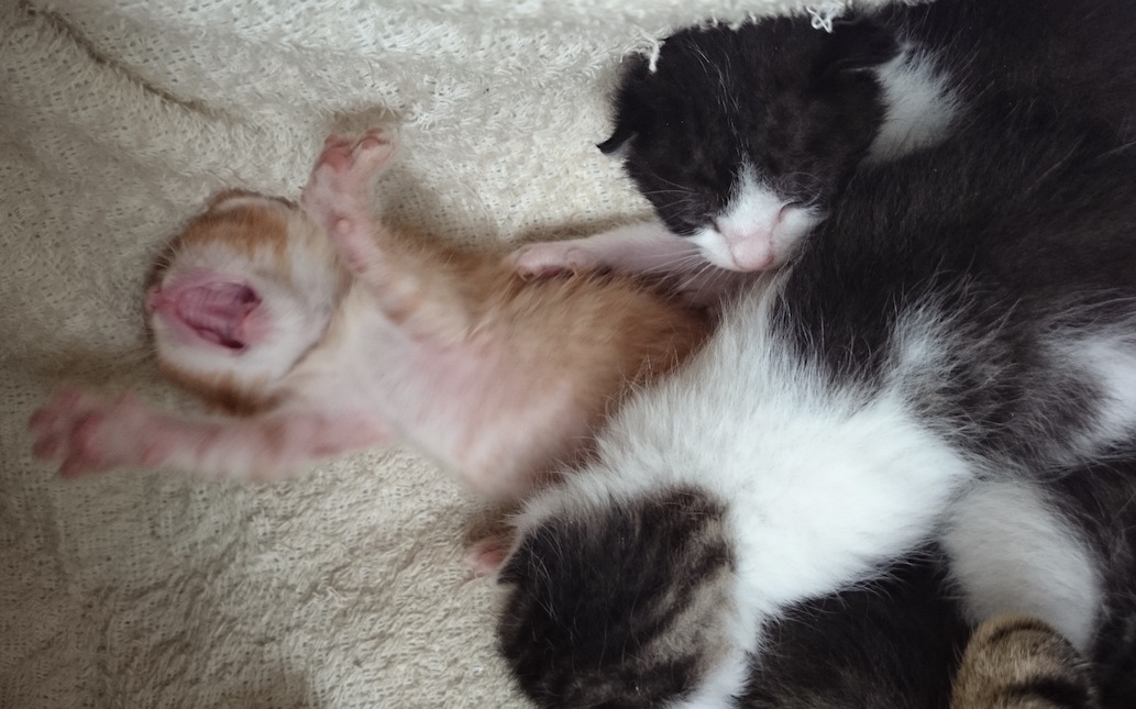 scotch chatons DSC_2709