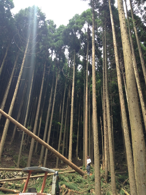 cryptomères claudel44b0_o