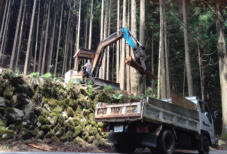 cryptomères claudele6a_o