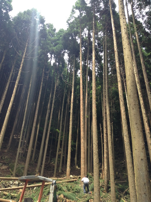 cryptomères claudelf7a_o