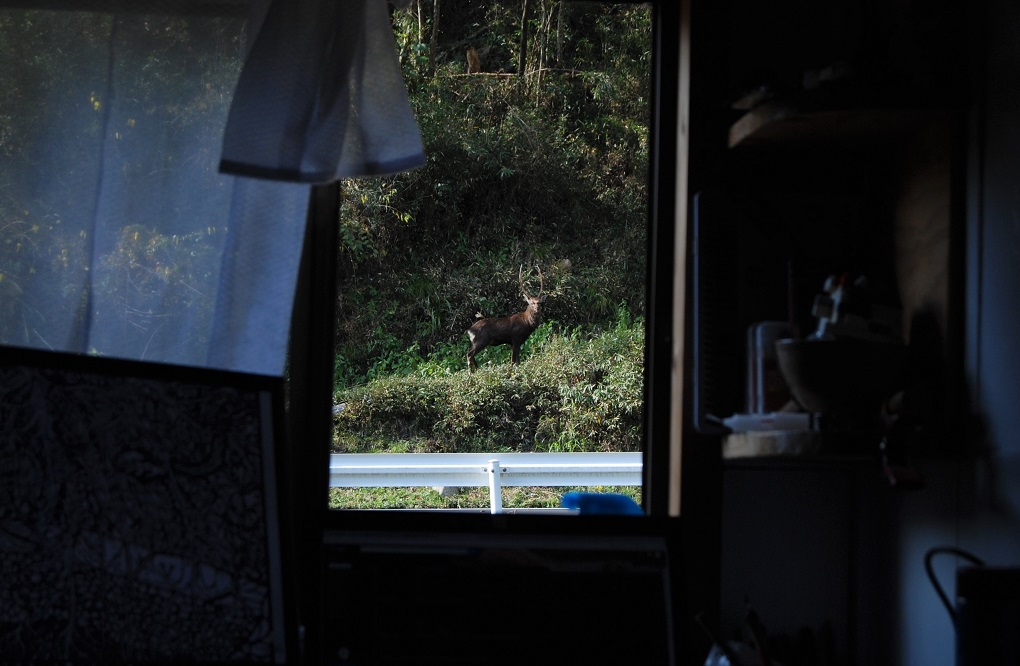 DSC_2507 chevreuil.JPG