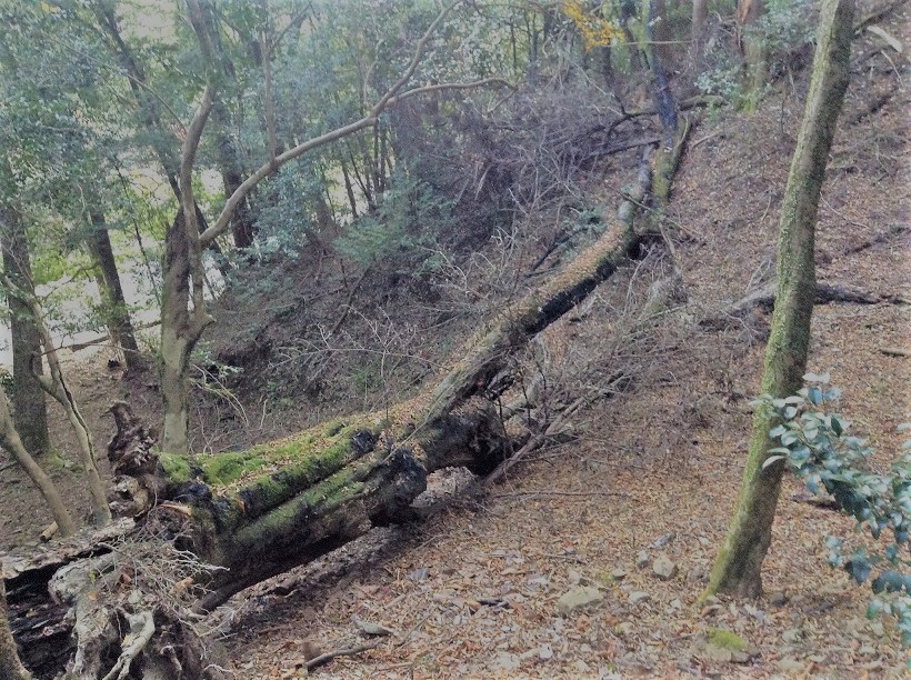 23929383687_4dee942ffd_k