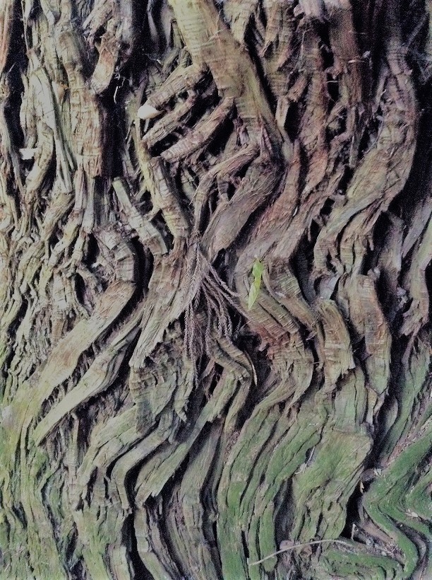 37908073445_8667048080_k